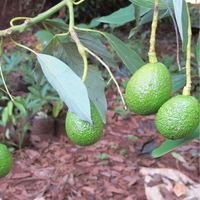 Kenyan firm to start avocado exports to China image